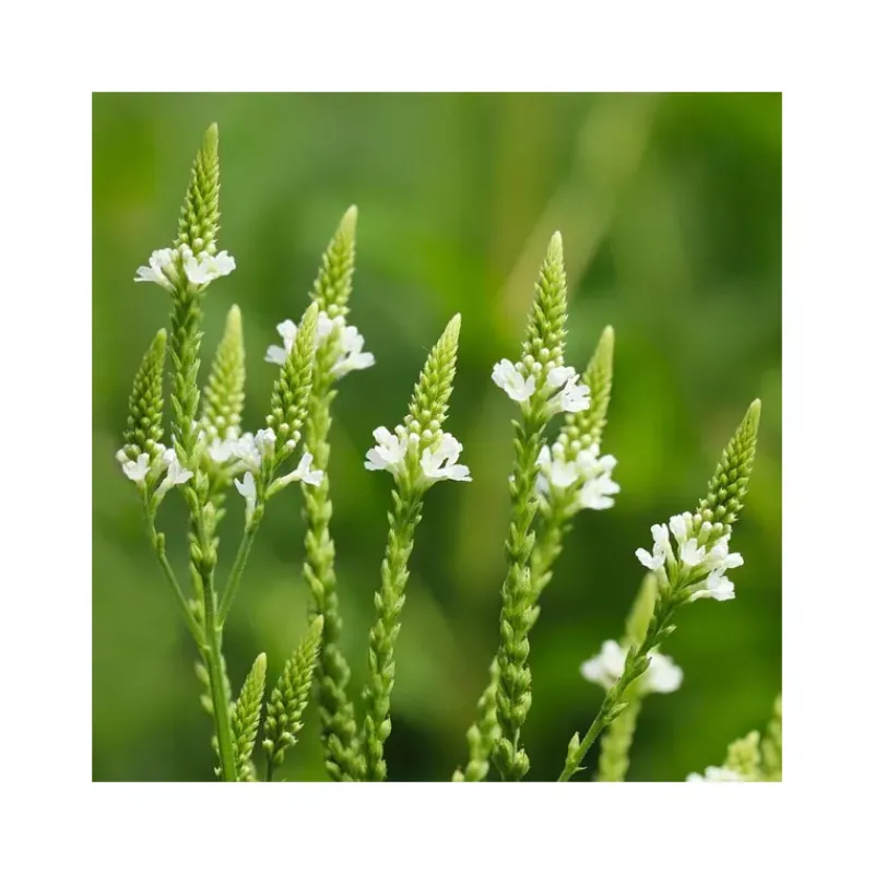 Sale Épices du Monde Baie verveine