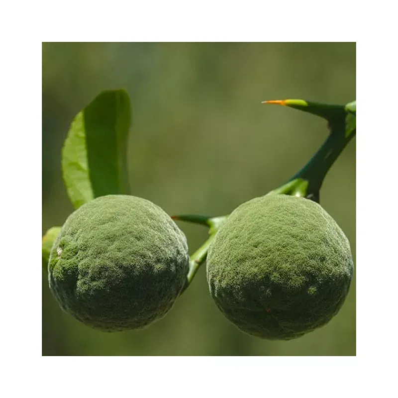 Cheap Épices du Monde Fleur de sel au yuzu